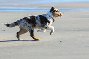 Australian Shepherd. Young dog runs on the beach. Of the page. Fixed gaze.
