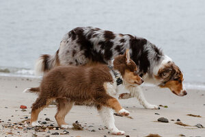 Australian Shepherd. Puppy and adult dog are running on the beach. puppy in the foreground. Adult dog in the background, out of focus.