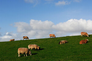 Schafe auf dem Deich, Insel Pellworm, Nordfriesland, Nordsee, Schleswig-Holstein, Deutschland