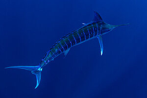 Bahamas, Blue Marlin schwimmen in der Nähe von Cat Island