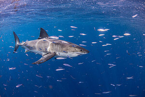 Mexiko, Insel Guadalupe, Weißer Hai und Fische im Meer