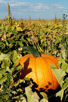Large pumpkin in field