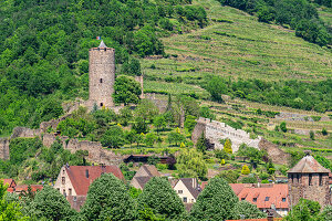 Kaysersberg Castle, Haut-Rhin, Route des Vins d'Alsace, Alsace Wine Route, Grand Est, Alsace-Champagne-Ardenne-Lorraine, France