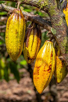 Cacao fruit