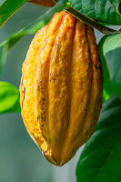 Common Cocoa