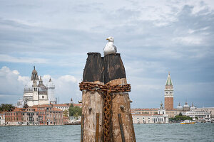 View of San Marco with seagull in the foreground, Giudecca, Venice, Veneto, Italy, Europe
