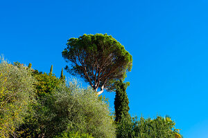 Mediterranean Umbrella Tree or Stone Pine Against Blue Clear Sky in Morcote, Ticino, switzerland.