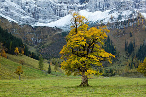 Sycamore maple (Acer pseudoplatanus), Großer Ahornboden, Karwendel, Tyrol, Austria