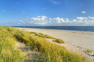 Sanddünen am Strand an der Nordsee, Blåvand, Süddänemark, Dänemark
