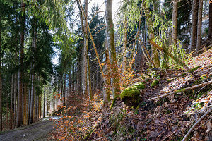 Wanderweg zum Aurachköpfel bei Fischbachau, Oberbayern, Deutschland