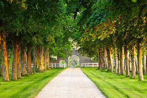 Linden avenue in the evening sun on the Cotentin Peninsula near Barfleur