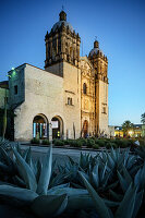 Agaves growing in front of the Church of Santo Domingo de Guzmán (Templo de Santo Domingo de Guzmán), City of Oaxaca de Juárez, Oaxaca State, Mexico, North America, Latin America