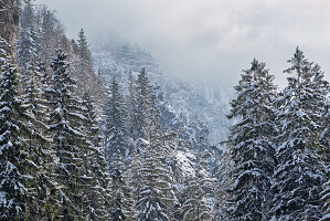 Wintry mountain forest near Eschenlohe, Bavaria, Germany, Europe