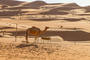A lone camel in the Wahiba Sands desert in front of a trough with straw for feed, Oman