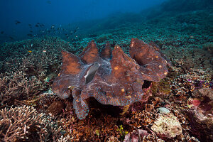 Mördermuschel im Riff, Tridacna squamosa, Raja Ampat, West Papua, Indonesien