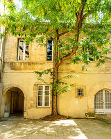 A large tree in front of a medieval building in Arles, France.