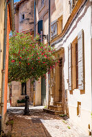 Tree with flowers providing some shade on a hot summer day in the medieval city of Arles, France.