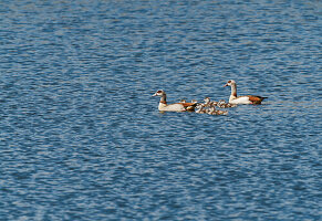 Egyptian goose, Alopochen aegyptiaca, with chicks