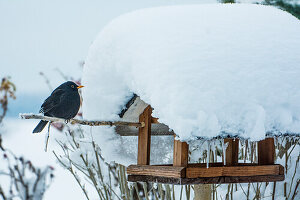 Amsel am Futterhaus im tiefen Winter, in Bayern, Deutschland