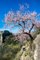 Mandelblütenwanderung, Mandelblüte (Prunus dulcis) in der Sierra Aixorta, im Januar, Hinterland bei Calpe, Costa Blanca, Provinz Alicante, Spanien