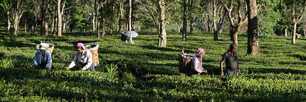  Tea pickers on the plantation at the foot of the Himalayas, West Bengal, India 