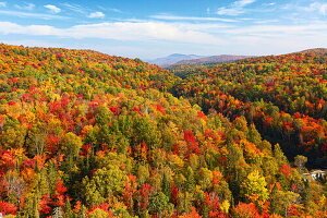 Wald, bunte Herbstfärbung der Bäume im Herbst, Quebec, Kanada