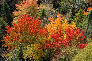 Forest, colorful autumn colors of trees in autumn, Quebec, Canada