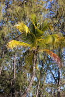  Coconut palm on the beach, Aldabra Atoll, Outer Seychelles, Seychelles, Indian Ocean 