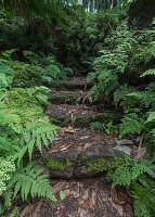 Weg und Farne, Botanischer Garten von Antonio Borges in Ponta Delgada, Sao Miguel, Azoren