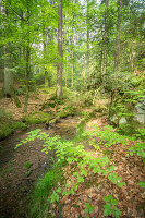 Sommer im Teufelsloch bei Oberwaiz, Eckersdorf, Fränkische Schweiz, Oberfranken, Franken, Bayern, Deutschland, Europa