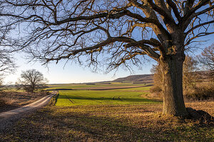 Frühling im Hutewald, Ergersheim, Neustadt an der Aisch, Unterfranken, Franken, Bayern, Deutschland, Europa