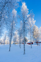 Schwedenhaus und Bäume im Winter; Råneå, Norrbotten, Schweden