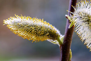 Zweig mit blühenden Weidenkätzchen der Sal-Weide (Salix caprea) im Gegenlicht