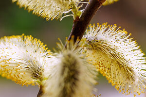 Zweig mit blühenden Weidenkätzchen der Sal-Weide (Salix caprea) im Gegenlicht