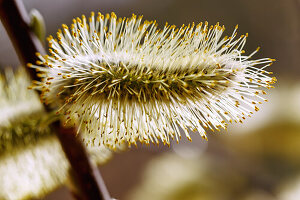 Zweig mit blühenden Weidenkätzchen der Sal-Weide (Salix caprea) im Gegenlicht