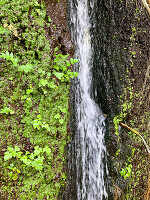  Madeira, small waterfall on a rock wall 