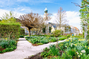  Riedergarten with blooming daffodils and view of the parish church of St. Nicholas in Rosenheim in Upper Bavaria in Germany 