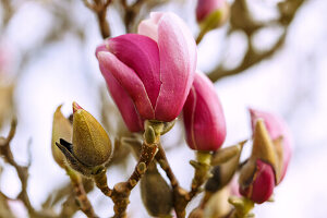 Blütenknospen der Garten-Magnolie (Magnolia x Soulangiana Triumphans Soul Bodin, Tulpen-Magnolie)