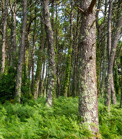 Deciduous woodland trees, Isla del Faro, Cies Islands, Atlantic Islands National Park, Galicia, Spain