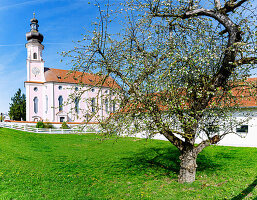  Parish Church of the Visitation of Mary with flowering fruit tree in Bockhorn in Erdinger Land in Upper Bavaria in Germany 