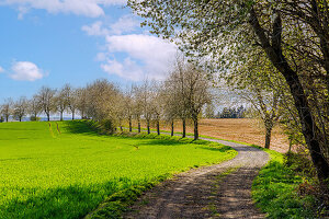  Landscape with flowering fruit trees on the cycle path &quot;Pilgertour&quot; near Grünbach between Bockhorn and Maria Thalheim in Erdinger Land in Upper Bavaria in Germany 