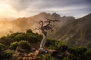  Dead tree at Pico Ruivo, Madeira, Portugal 