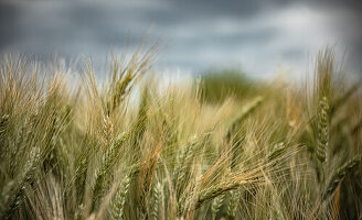  Barley field in Provence in France 