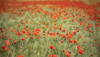  Poppy field in Provence in France 