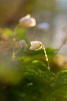  Wood anemone in sunny spring forest, Bavaria, Germany 