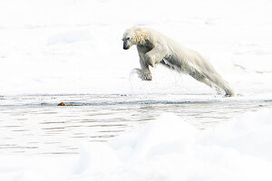 Eisbär (Ursus maritimus) im Sprung vom Eis in das Wasser des Nordpolarmeer, Lomfjorden, Spitzbergen, Svalbard, Norwegen, Arktis