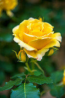 Gelbe Rose im Garten (Rosa), Portrait