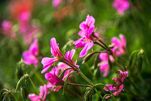 Geranien (Pelargonie) pink, im Beet