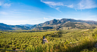 Olivenplantagen, bei Jaen, Provinz Jaen, Andalusien, Spanien