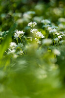  Wild garlic flowers in the spring forest, Bavaria, Germany 